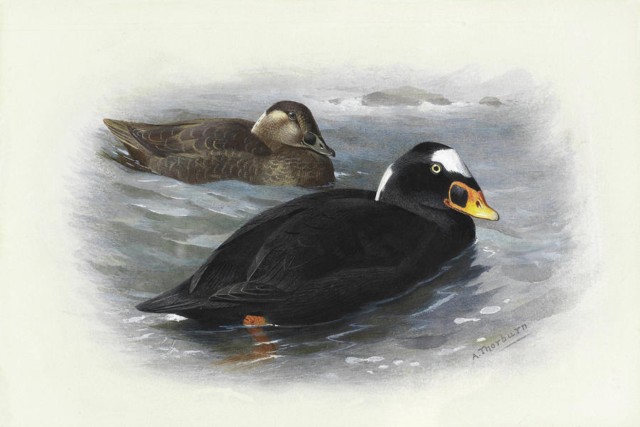 Surf Scoter by Thorburn Mixed Media by Movie Poster Prints