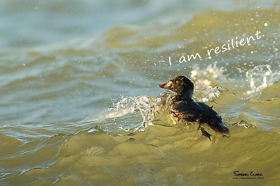 Surf Scoter says I am Resilient Photograph by Sherry Clark