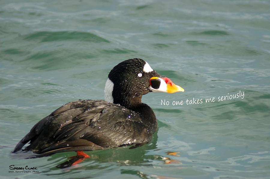 Surf Scoter says No One Takes Me Seriously Photograph by Sherry Clark