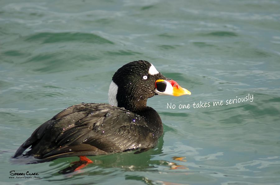 Surf Scoter says No One Takes Me Seriously Photograph by Sherry Clark Surf Scoter says No One Takes Me Seriously Photograph by Sherry Clark