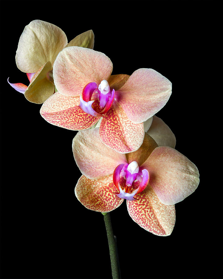 Surf Song orchid-2 Photograph by Rudy Umans