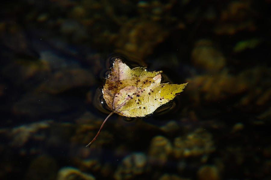 Surface Tension - Leaf on Water Photograph by Kirkodd Photography Of New England