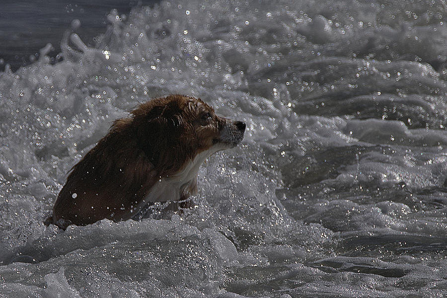 Surfer Dog 1 Photograph by Michael Gordon