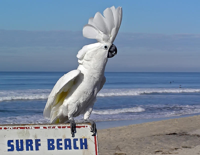 Surfin Cockatoo Photograph by Chuck Cannova - Pixels