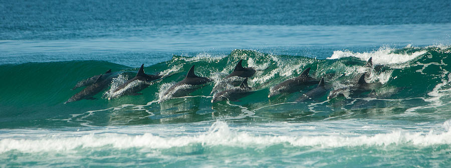 Surfing Dolphins 4 Photograph by Alistair Lyne