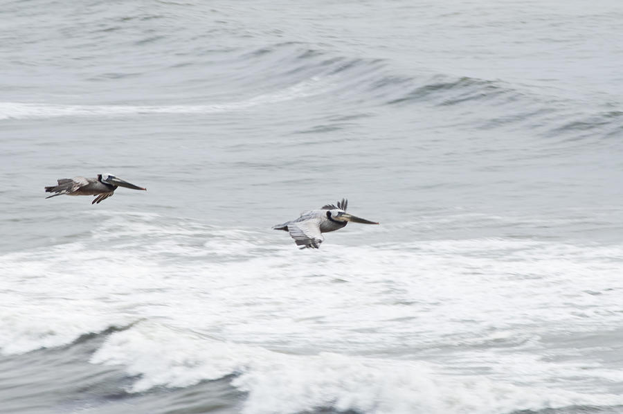 Surfing Pelicans Photograph by Daniel Hebard