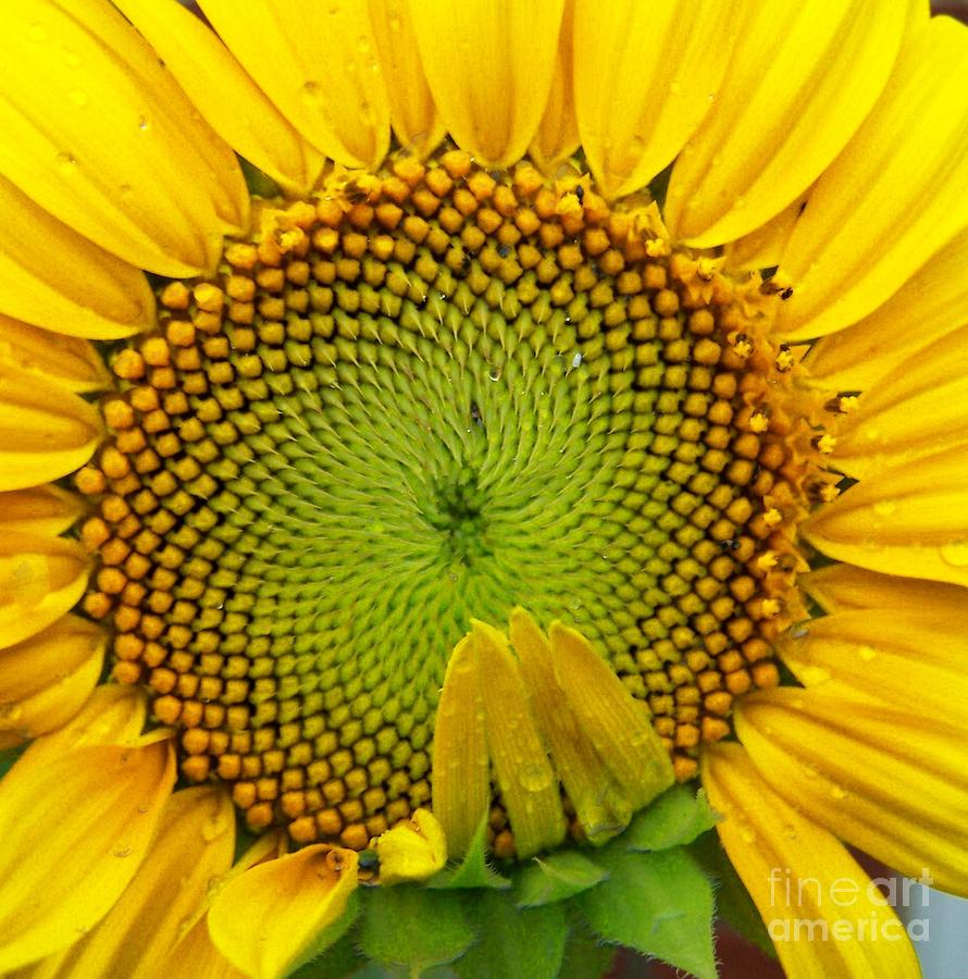 Sunflower Photograph - Suria Namaskaar by Vijay Sharon Govender