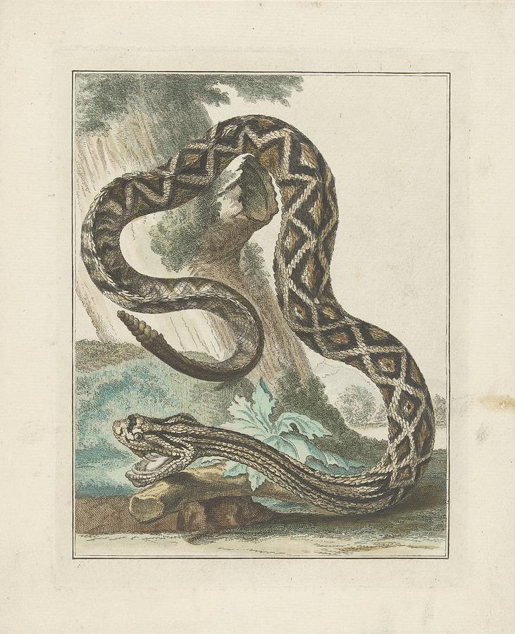 Surinaamse ratelslang, Simon Fokke, 1722 - 1784 Painting by Celestial Images