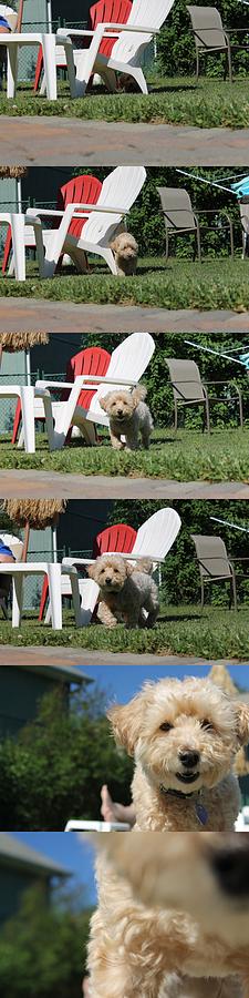 Dog Photograph - Surprise Attack at Poolside by Richard Fisher