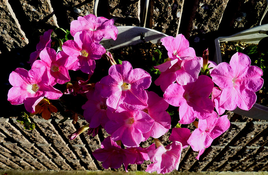 Pink Flowers Photograph - Surprise Find by Baato Pink Flowers Photograph - Surprise Find by Baato