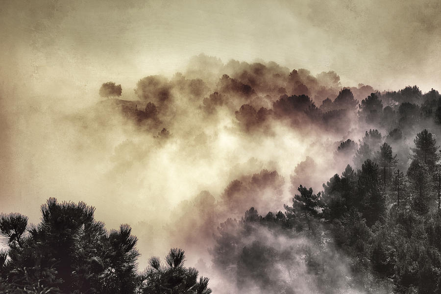Landscape Photograph - Surprise misty forest by Guido Montanes Castillo