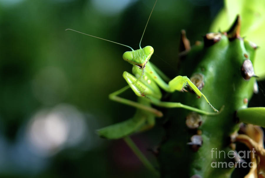 Surprised Mantis Photograph by Michelle Meenawong