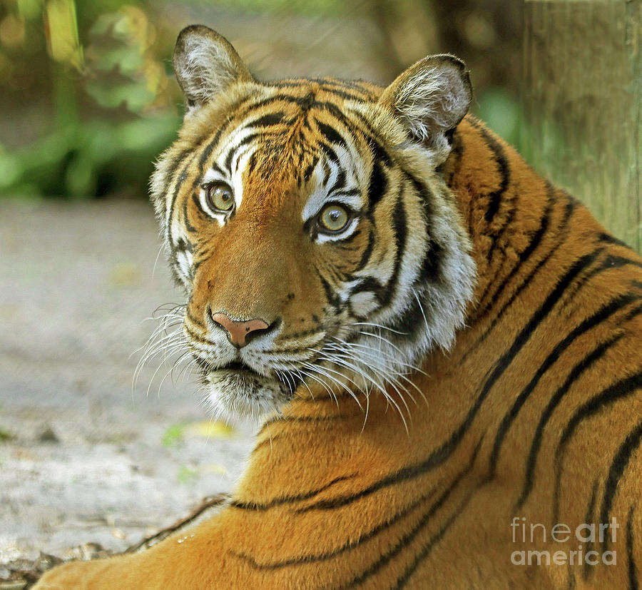 Eyes of the Tiger Photograph by Larry Nieland