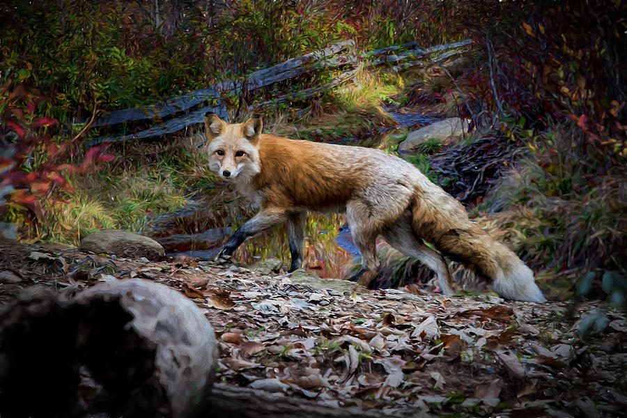 Surprising a Red Fox Digital Art by John Haldane