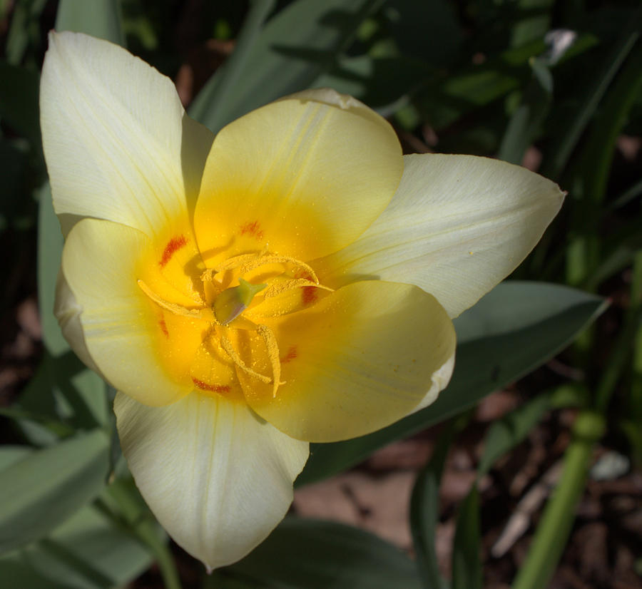 Tulip Photograph - Surprising Sunny Tulip by Liz Allyn Tulip Photograph - Surprising Sunny Tulip by Liz Allyn
