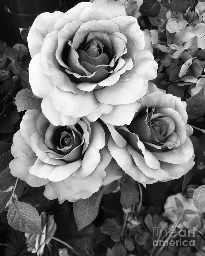 Surreal Black White Roses - Romantic Black and White Roses Floral Photography Photograph by Kathy Fornal