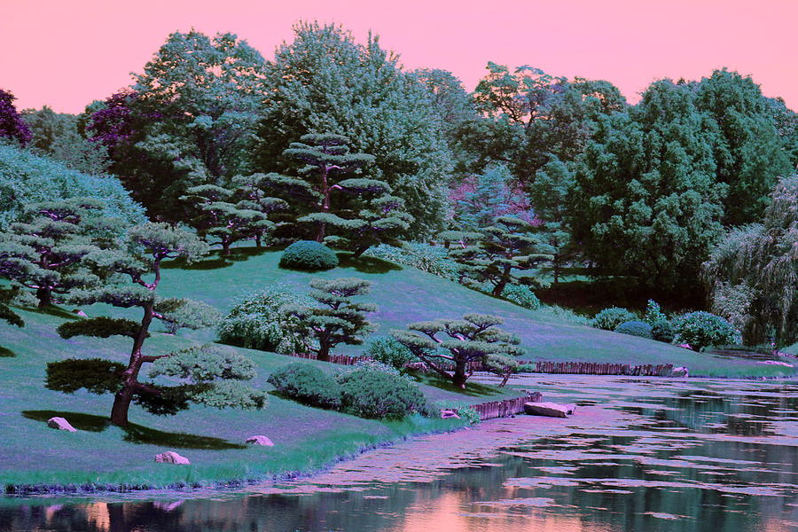 Surreal Bonsai By Koi Pond In Calypso And Chantilly Photograph