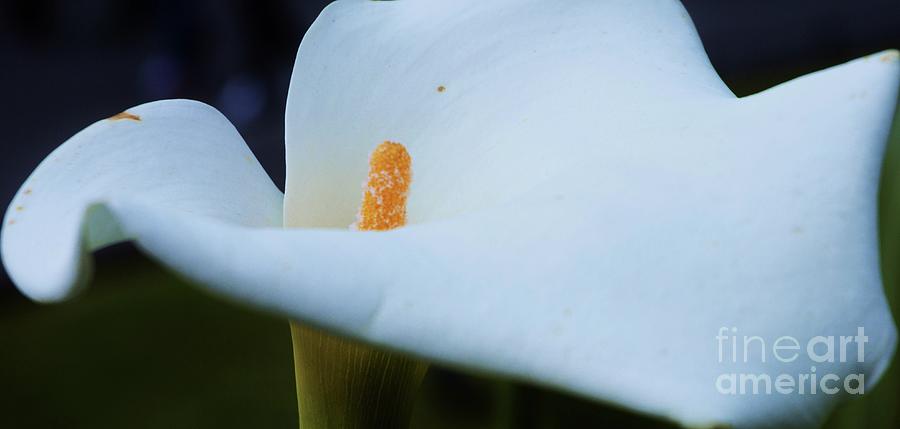 Surrealism Photograph - Surreal Cala Lily In Dublin, Ireland  by Poets Eye