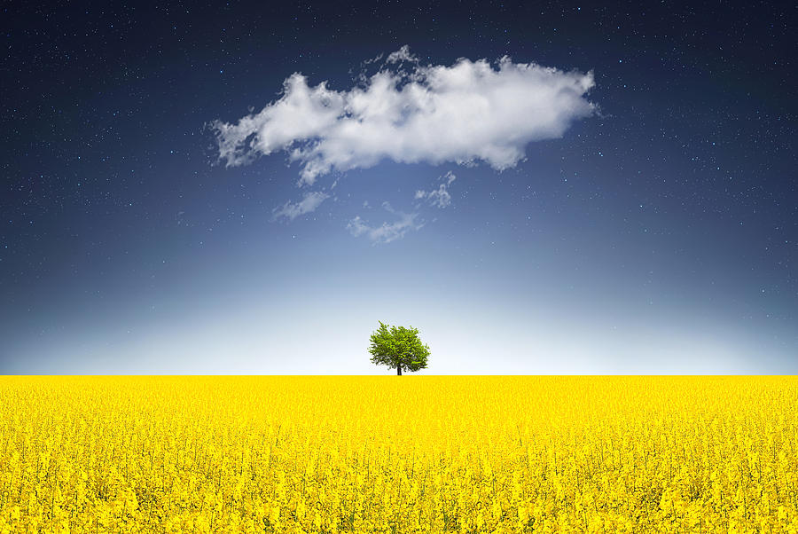 Spring Photograph - Surreal Canola Field by Bess Hamiti