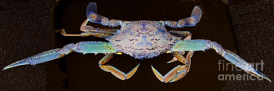 Surreal Crab. Exclusive Original stock Surreal and Abstract  Photo Art digital download. Photograph by Geoff Childs