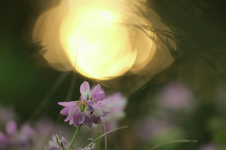 Nature Photograph - Surreal Crown Vetch by Allen Gray