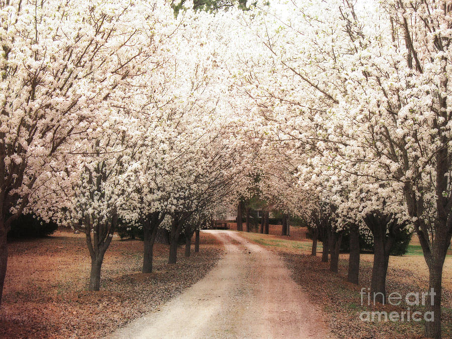 Dreamy Dogwood Trees South Carolina - Spring Blossom Trees South Carolina Photograph by Kathy Fornal