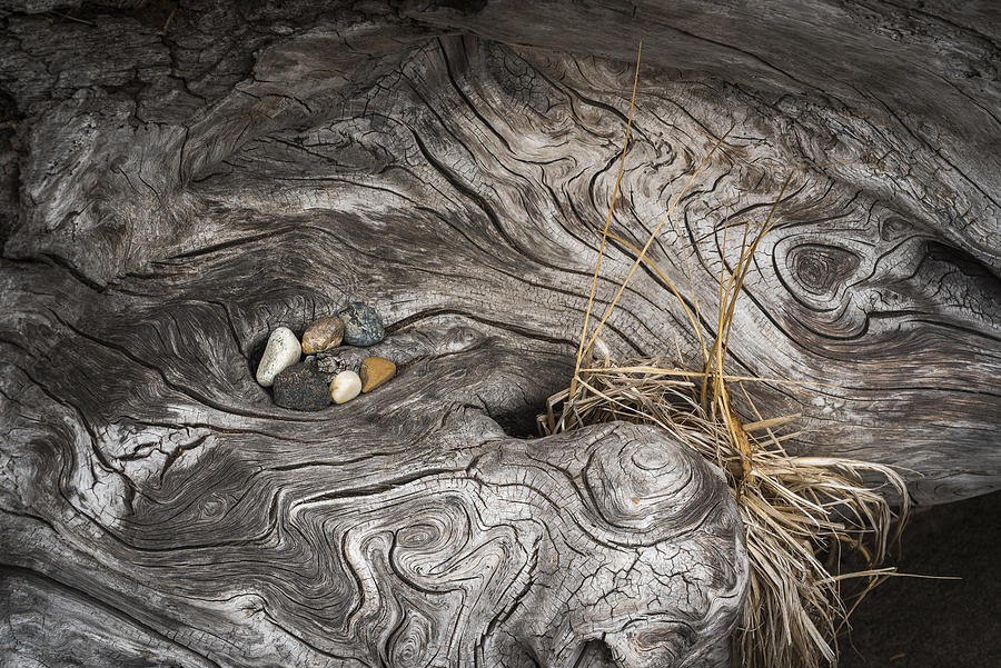Surreal Driftwood Photograph by Robert Potts