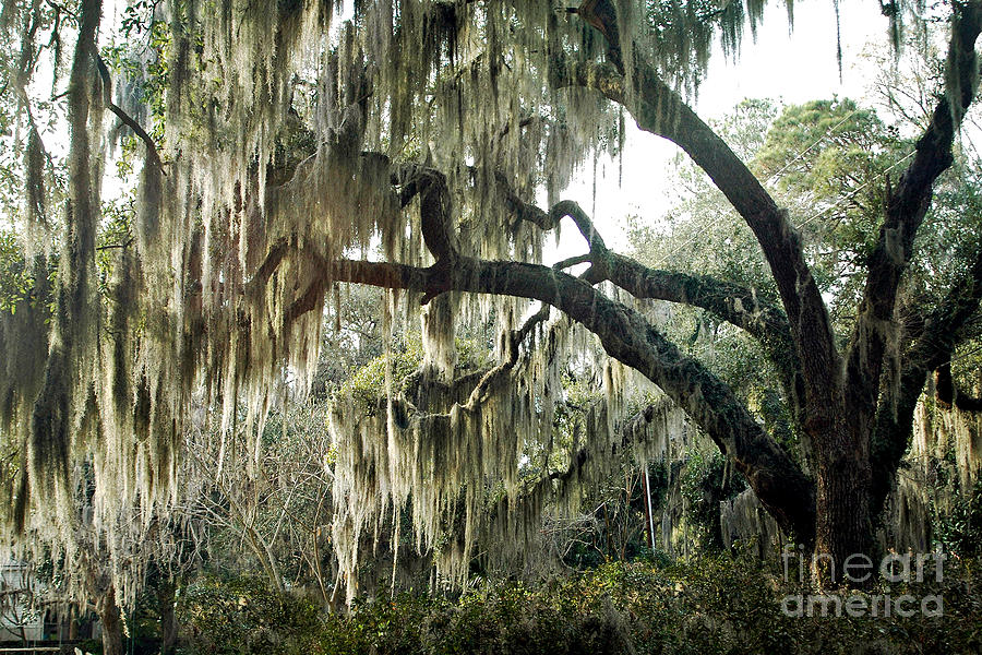 Surreal Gothic Savannah Georgia Trees with Hanging Spanish Moss Photograph by Kathy Fornal
