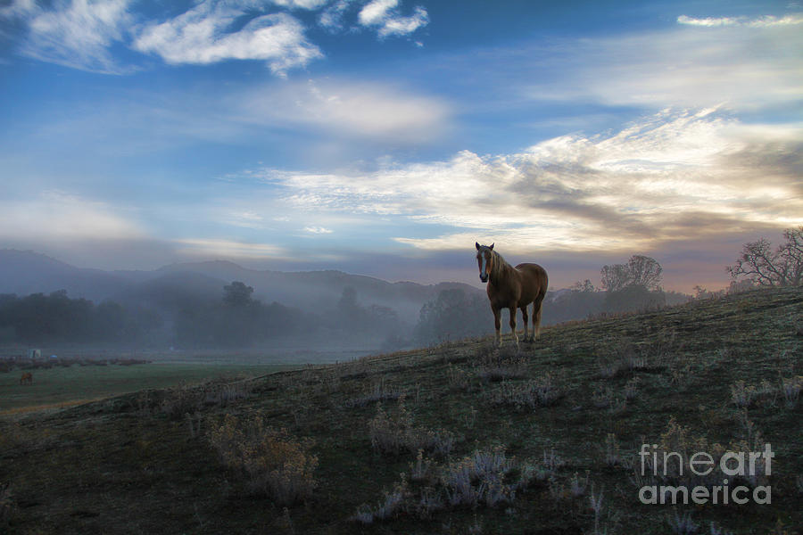 Surreal Horse and Sky Photograph by Stephanie Laird