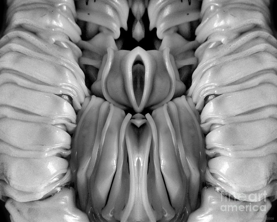 erotic photography - Plasticity II Photograph by Sharon Hudson