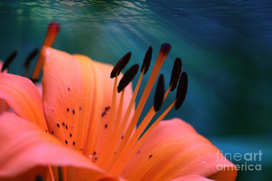 Surreal Orange Lily Photograph by Carol Groenen
