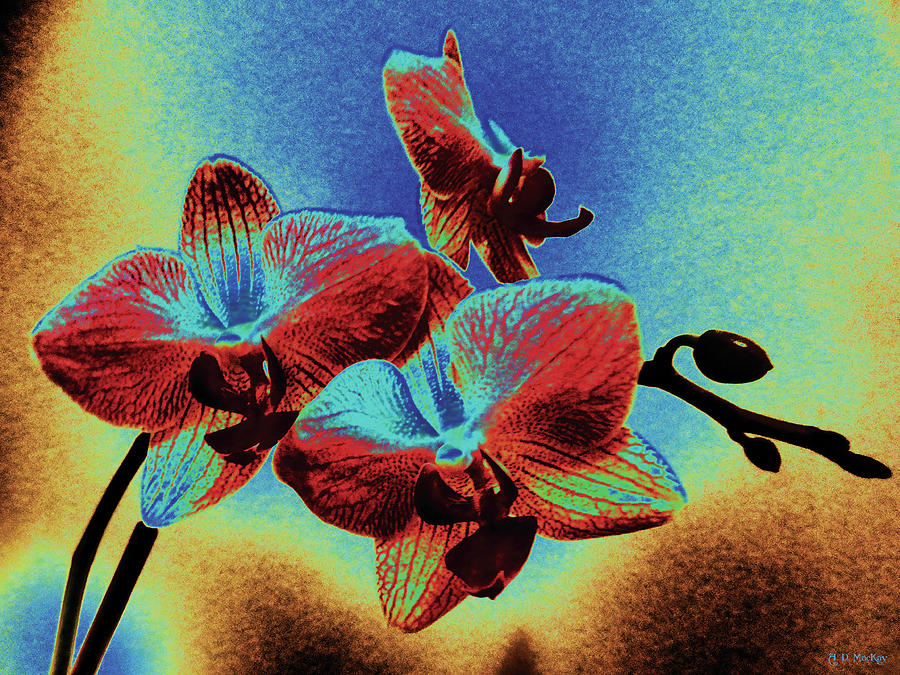 Surreal Orchids Digital Art by Celtic Artist Angela Dawn MacKay