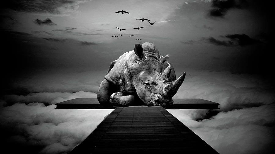 Bird Photograph - Surreal Rhino Black and white wall art prints by Wall Art Prints