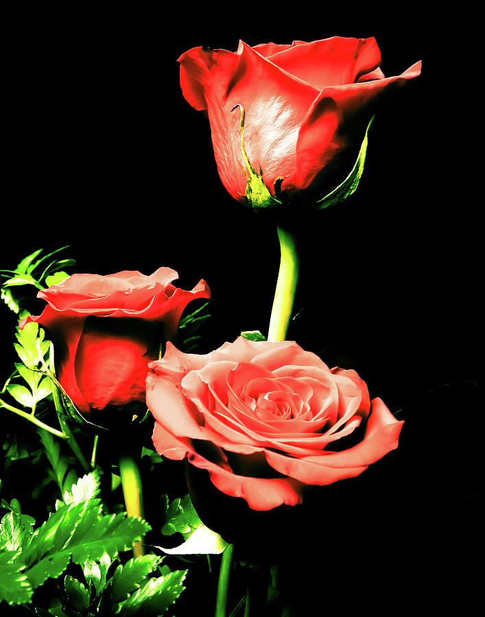 Surreal Roses Photograph by SR Green
