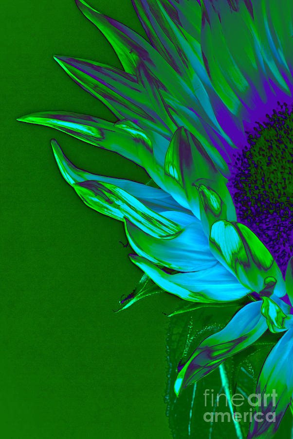 Surreal Sunflower  Photograph by Karen Lewis