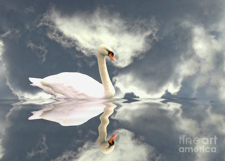 Surreal Swan in Gray Blue Clouds Photograph by Stephanie Laird