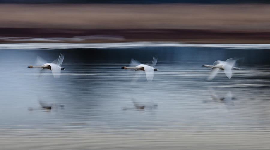 Surreal Swans Photograph by Wes and Dotty Weber