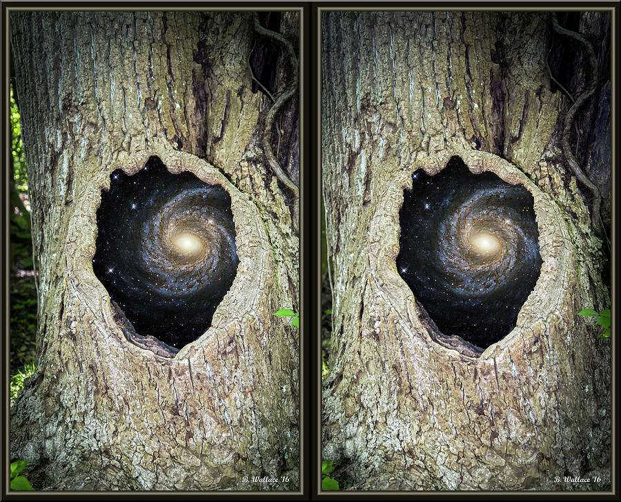 Surreal Tree - X-View Stereo Photograph by Brian Wallace