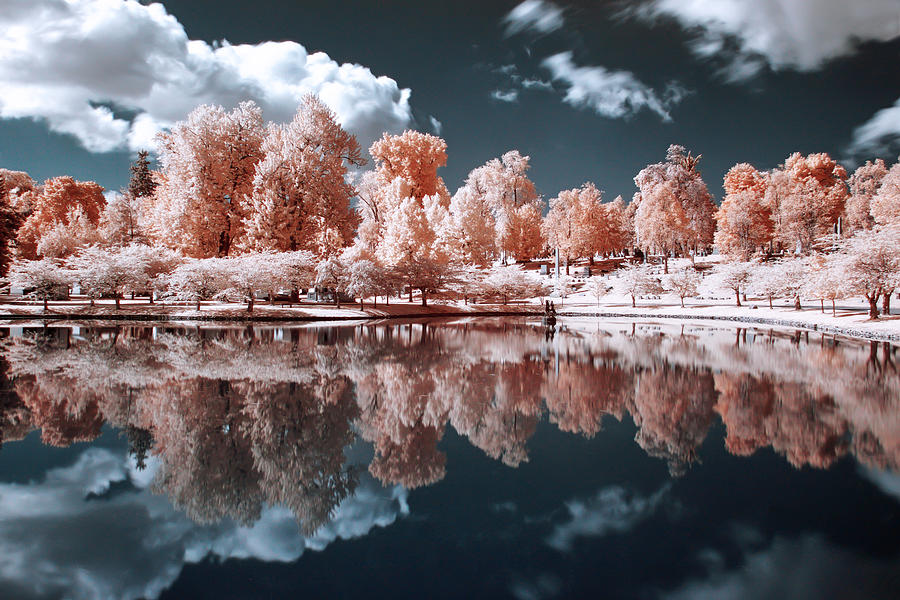 Surreal Trees Photograph