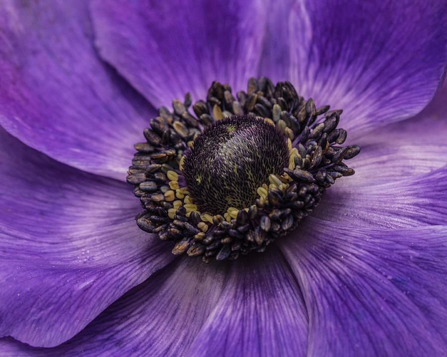 Purple Photograph - Surround Me by Julie Andel Purple Photograph - Surround Me by Julie Andel