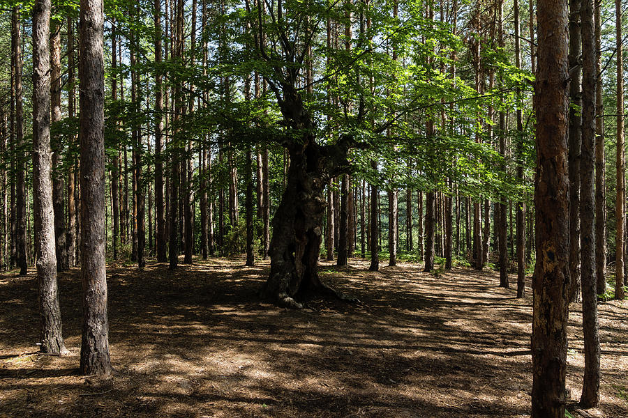 Surrounded - an Ancient Beech Tree in a Pine Forest Photograph by Georgia Mizuleva
