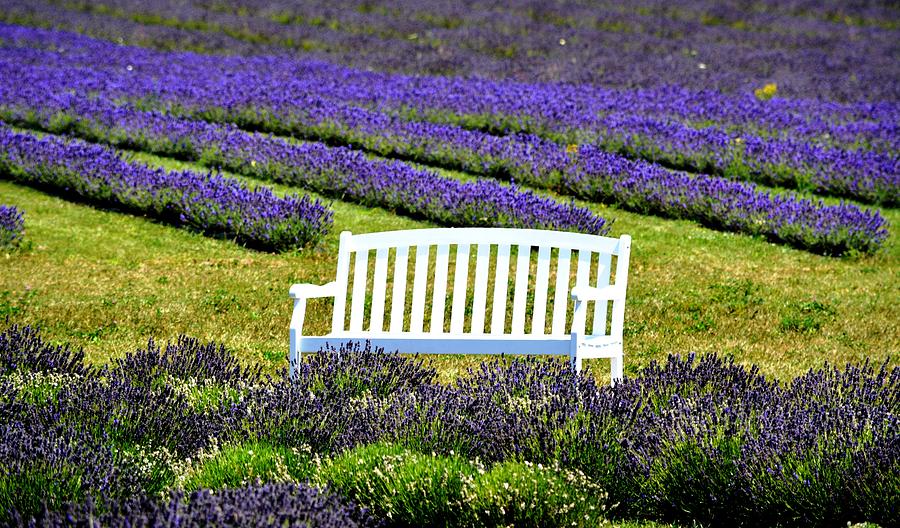 Surrounded By Lavender Photograph