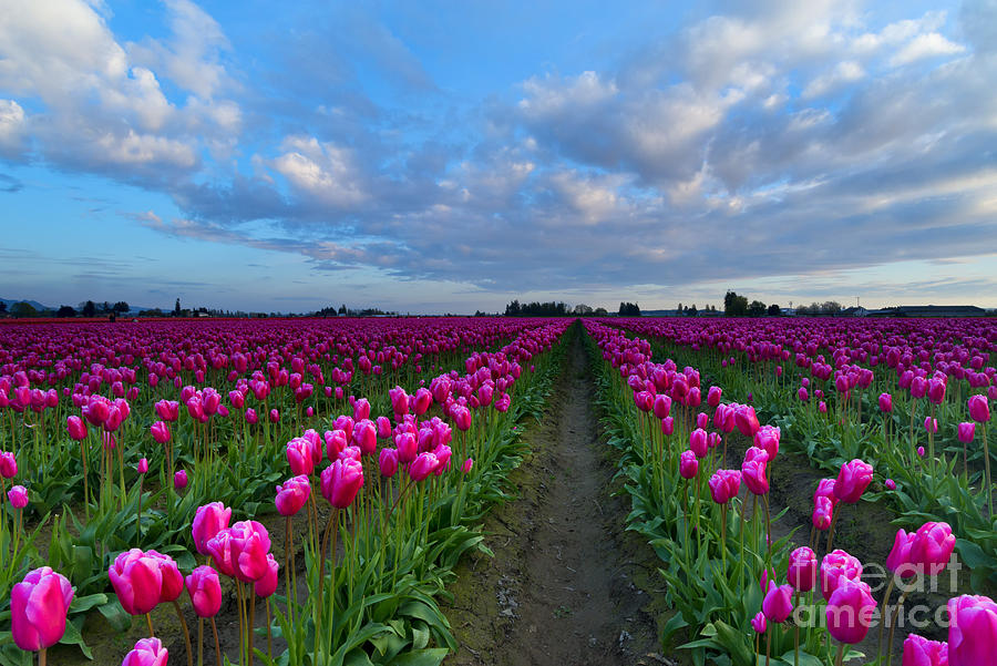 Surrounded by Pink Photograph by Michael Dawson