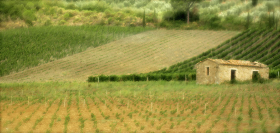 Italy Photograph - Surrounded By Vineyards by Vicki Hone Smith Italy Photograph - Surrounded By Vineyards by Vicki Hone Smith