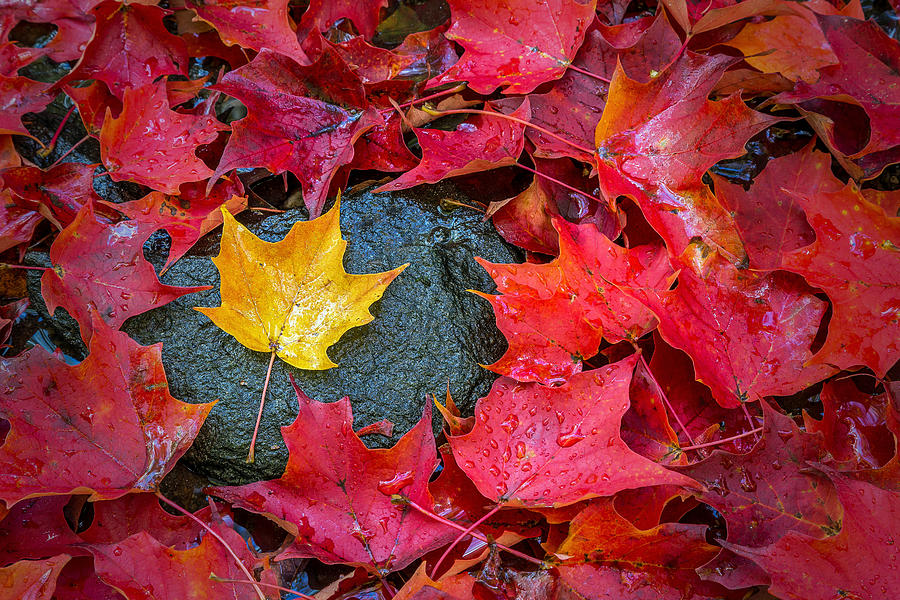 Fall Photograph - Surrounded by John Vose