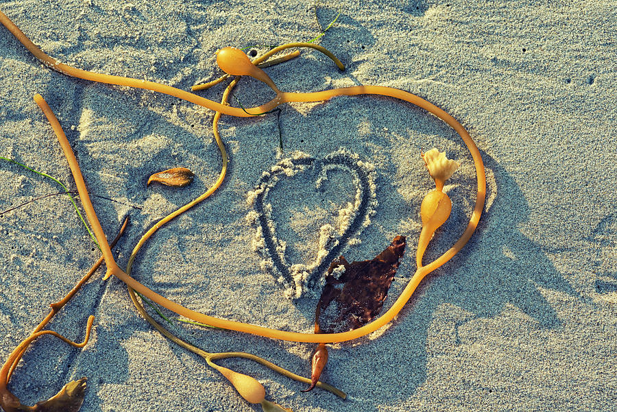 Heart Love Surrounded By Kelp #1 Photograph by Joseph S Giacalone
