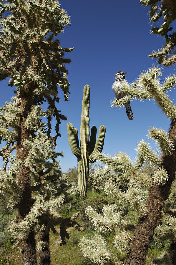 Surrounded Saguaro Cactus Wren Photograph by Jill Reger