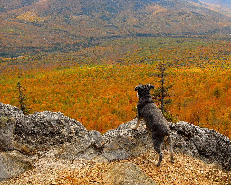 Surveying Autumn Photograph by Ken Stampfer