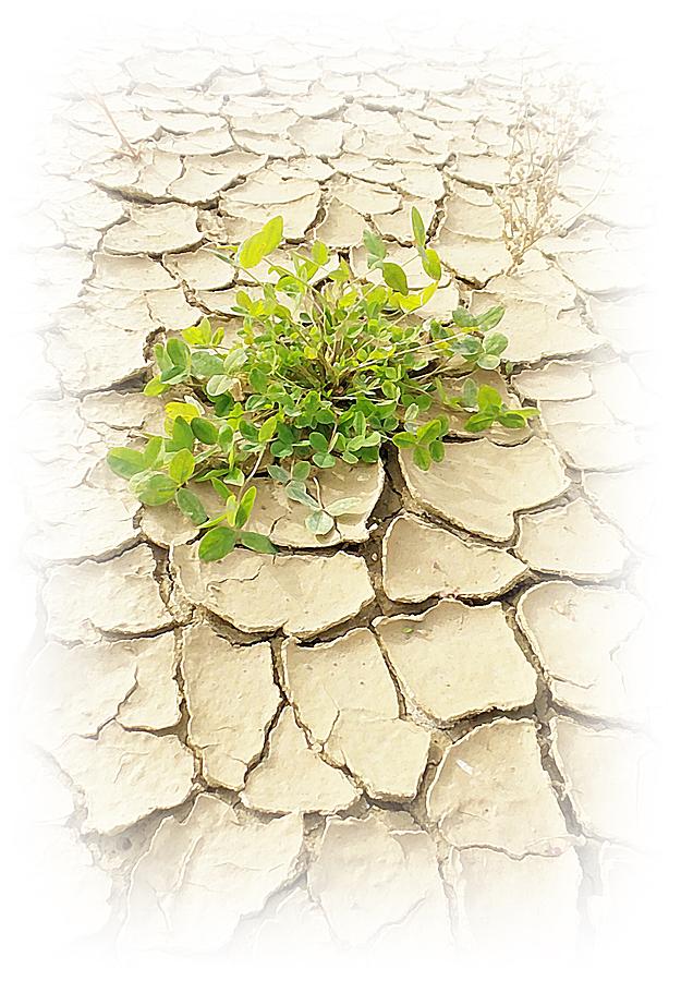 Surviving Drought 2 Photograph by Kathleen Voort
