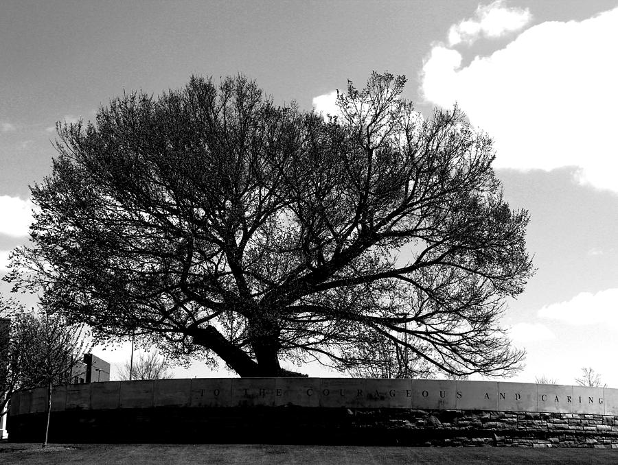 Survivor Tree Photograph by JDW Photography - Pixels